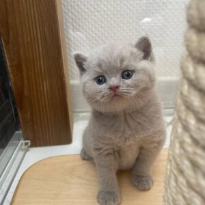 Daisy – Female  SOLD OUT